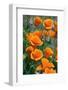 California Poppies, Antelope Valley, California, USA-Russ Bishop-Framed Photographic Print