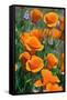 California Poppies, Antelope Valley, California, USA-Russ Bishop-Framed Stretched Canvas