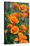 California Poppies, Antelope Valley, California, USA-Russ Bishop-Stretched Canvas