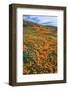 California Poppies, Antelope Valley, California, USA.-Russ Bishop-Framed Photographic Print