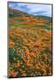 California Poppies, Antelope Valley, California, USA.-Russ Bishop-Mounted Photographic Print
