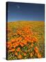 California Poppies, Antelope Valley, Lancaster, California-Terry Eggers-Stretched Canvas