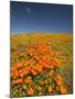 California Poppies, Antelope Valley, Lancaster, California-Terry Eggers-Mounted Photographic Print