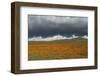 California Poppies bloom beneath stormy clouds in Antelope Valley Poppy Reserve, Lancaster, Califor-Brenda Tharp-Framed Photographic Print