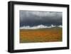 California Poppies bloom beneath stormy clouds in Antelope Valley Poppy Reserve, Lancaster, Califor-Brenda Tharp-Framed Photographic Print