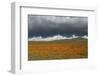 California Poppies bloom beneath stormy clouds in Antelope Valley Poppy Reserve, Lancaster, Califor-Brenda Tharp-Framed Photographic Print