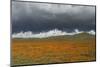 California Poppies bloom beneath stormy clouds in Antelope Valley Poppy Reserve, Lancaster, Califor-Brenda Tharp-Mounted Photographic Print