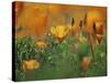 California Poppies, California, Usa-Connie Bransilver-Stretched Canvas