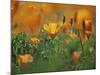 California Poppies, California, Usa-Connie Bransilver-Mounted Photographic Print