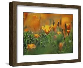 California Poppies, California, Usa-Connie Bransilver-Framed Photographic Print