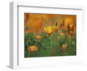 California Poppies, California, Usa-Connie Bransilver-Framed Photographic Print