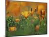 California Poppies, California, Usa-Connie Bransilver-Mounted Photographic Print