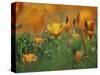 California Poppies, California, Usa-Connie Bransilver-Stretched Canvas