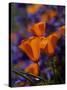 California Poppies, California-Lynn M^ Stone-Stretched Canvas