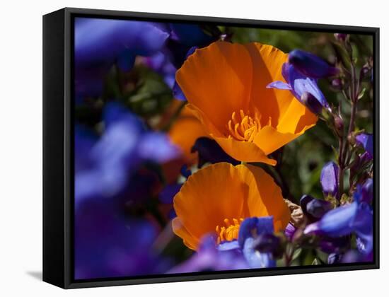 California Poppies, California-Lynn M^ Stone-Framed Stretched Canvas