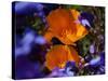 California Poppies, California-Lynn M^ Stone-Stretched Canvas