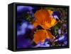 California Poppies, California-Lynn M^ Stone-Framed Stretched Canvas