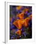 California Poppies, California-Lynn M^ Stone-Framed Photographic Print