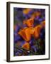 California Poppies, California-Lynn M^ Stone-Framed Photographic Print