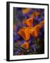 California Poppies, California-Lynn M^ Stone-Framed Photographic Print