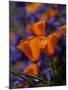 California Poppies, California-Lynn M^ Stone-Mounted Photographic Print