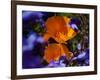 California Poppies, California-Lynn M^ Stone-Framed Photographic Print