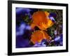 California Poppies, California-Lynn M^ Stone-Framed Photographic Print