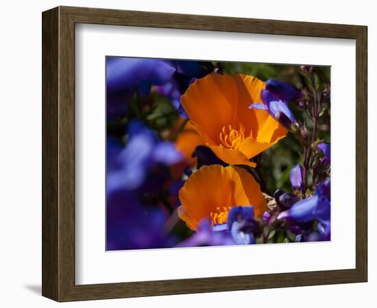 California Poppies, California-Lynn M^ Stone-Framed Photographic Print