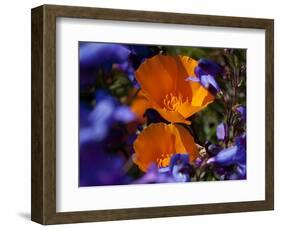 California Poppies, California-Lynn M^ Stone-Framed Photographic Print