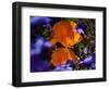 California Poppies, California-Lynn M^ Stone-Framed Photographic Print