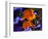 California Poppies, California-Lynn M^ Stone-Framed Photographic Print