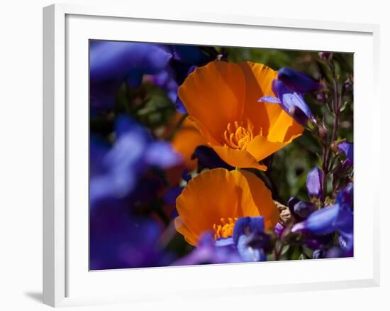 California Poppies, California-Lynn M^ Stone-Framed Photographic Print