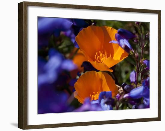 California Poppies, California-Lynn M^ Stone-Framed Photographic Print