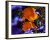 California Poppies, California-Lynn M^ Stone-Framed Photographic Print