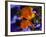 California Poppies, California-Lynn M^ Stone-Framed Photographic Print