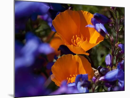 California Poppies, California-Lynn M^ Stone-Mounted Photographic Print