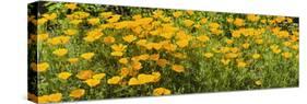 California Poppies (Eschscholzia Californica) in Bloom-null-Stretched Canvas