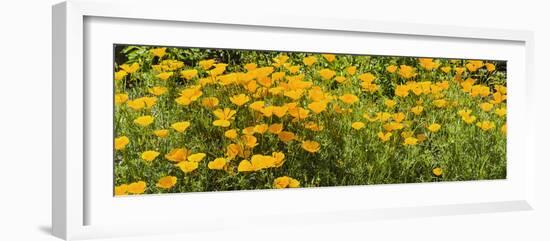 California Poppies (Eschscholzia Californica) in Bloom-null-Framed Photographic Print