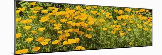 California Poppies (Eschscholzia Californica) in Bloom-null-Mounted Photographic Print