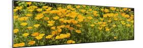 California Poppies (Eschscholzia Californica) in Bloom-null-Mounted Photographic Print