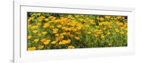 California Poppies (Eschscholzia Californica) in Bloom-null-Framed Photographic Print