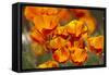 California Poppies in Bloom, Seattle, Washington, USA-Terry Eggers-Framed Stretched Canvas