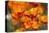 California Poppies in Bloom, Seattle, Washington, USA-Terry Eggers-Stretched Canvas