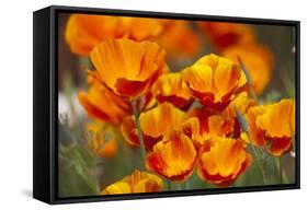 California Poppies in Bloom, Seattle, Washington, USA-Terry Eggers-Framed Stretched Canvas