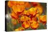 California Poppies in Bloom, Seattle, Washington, USA-Terry Eggers-Stretched Canvas