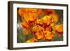 California Poppies in Bloom, Seattle, Washington, USA-Terry Eggers-Framed Photographic Print