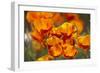 California Poppies in Bloom, Seattle, Washington, USA-Terry Eggers-Framed Photographic Print