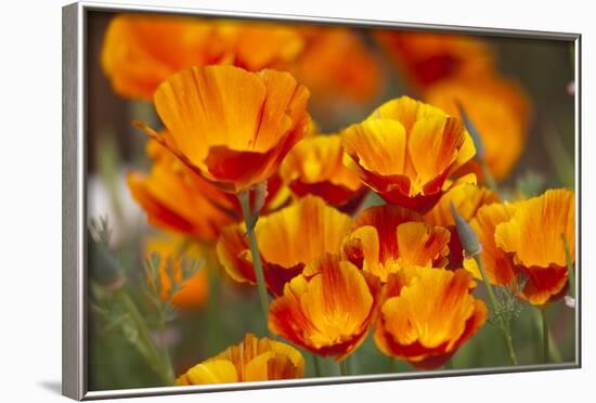 California Poppies in Bloom, Seattle, Washington, USA-Terry Eggers-Framed Photographic Print