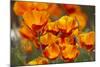 California Poppies in Bloom, Seattle, Washington, USA-Terry Eggers-Mounted Photographic Print