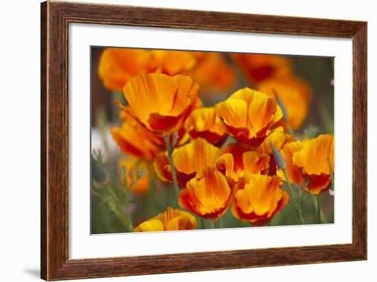California Poppies in Bloom, Seattle, Washington, USA-Terry Eggers-Framed Photographic Print